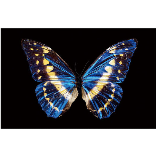 Foto sobre cristal mariposa azul 120x80 cm.