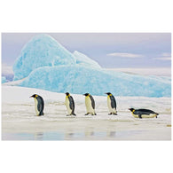 Foto sobre cristal pingüinos 120x80 cm.