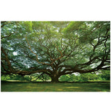 Foto sobre cristal árbol de la vida 120x80 y 180x120 cm.