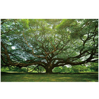 Foto sobre cristal árbol de la vida 120x80 y 180x120 cm.