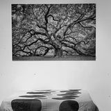 Foto sobre cristal árbol centenario 120x80 y 180x120 cm.