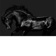 Foto sobre cristal caballo negro 150x100 cm.