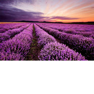 Foto sobre cristal atardecer en los campos de lavanda 150x100 cm.