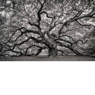 Foto sobre cristal árbol centenario 120x80 y 180x120 cm.