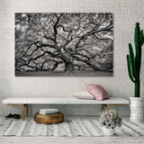 Foto sobre cristal árbol centenario 120x80 y 180x120 cm.