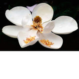 Foto sobre cristal flor blanca 150x100 cm.